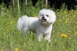 BICHON FRISE 440